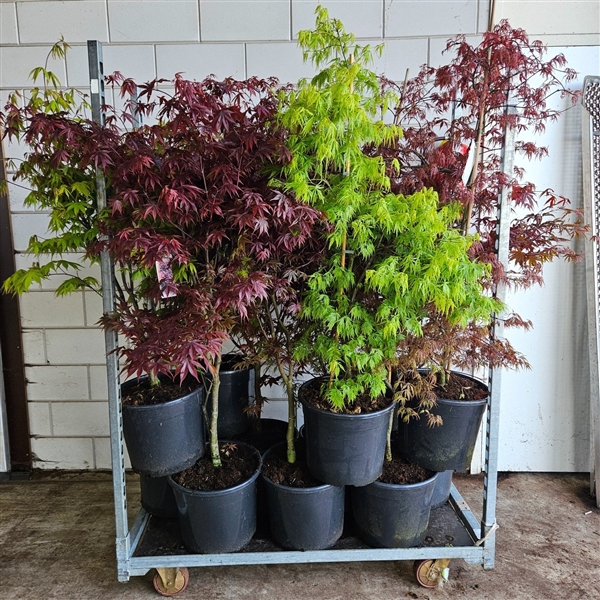 <h4>Acer palmatum Mix C20/36cm</h4>