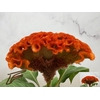 CEL C  EXTREM ORANGE