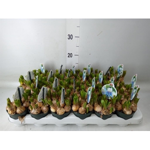 Muscari  'Mountain Lady'