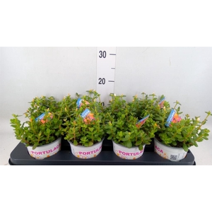 Portulaca   ...mix in pot