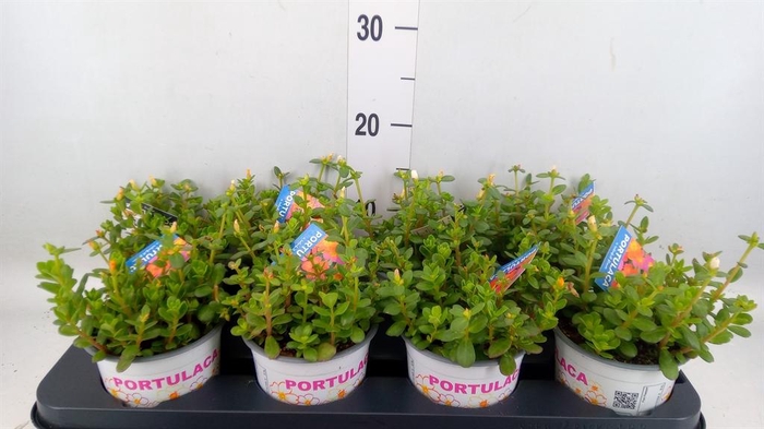 <h4>Portulaca   ...mix in pot</h4>