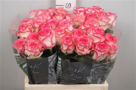 <h4>R Gr Jumilia</h4>