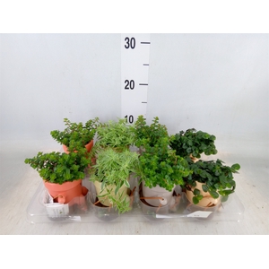 Arr.   Kamerplant Groen L%