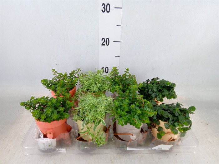 <h4>Arr.   Kamerplant Groen L%</h4>