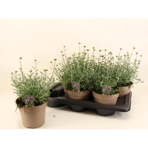 RHODAN H ZAGORA PINK