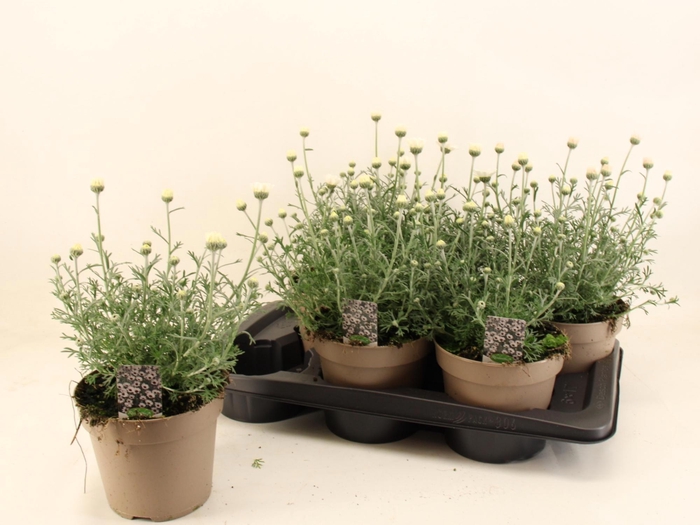 <h4>RHODAN H ZAGORA PINK</h4>