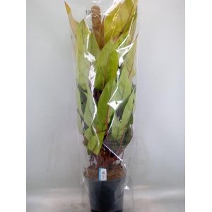 Philodendron  'Painted Lady'