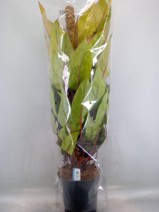 <h4>Philodendron  'Painted Lady'</h4>