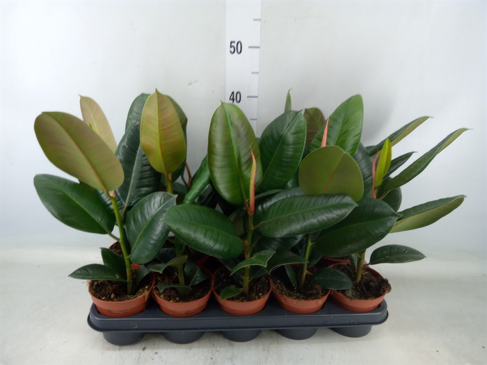 <h4>Ficus elastica 'Robusta'</h4>