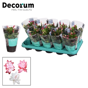 Schlumbergera - 10,5 cm - TRICOLORE (pink/red/white) - Decorum