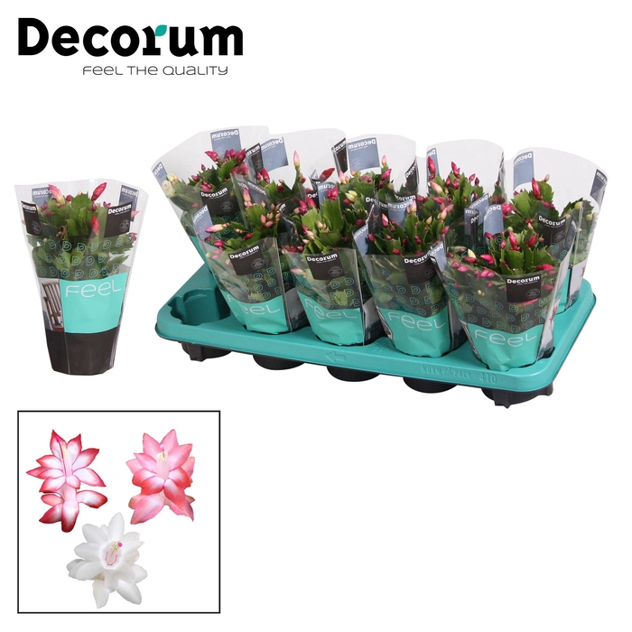 <h4>Schlumbergera - 10,5 cm - TRICOLORE (pink/red/white) - Decorum</h4>
