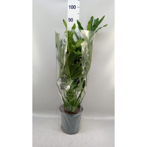 Philodendron bipinn. 'Little Hope'