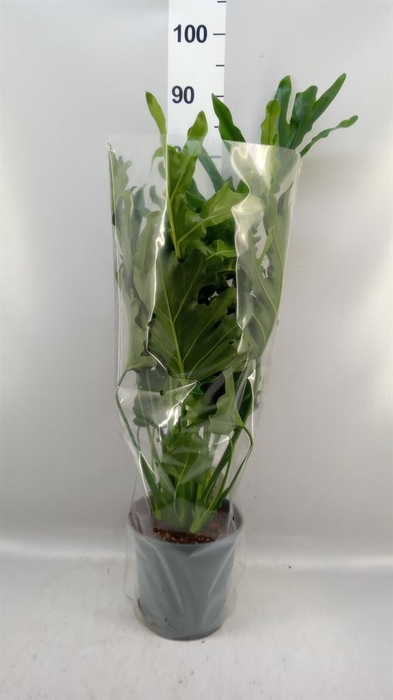 <h4>Philodendron bipinn. 'Little Hope'</h4>
