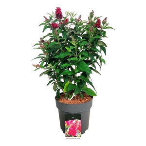 Buddleja d. B. Candy Little Ruby