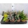 Planten Groen   ...mix  4