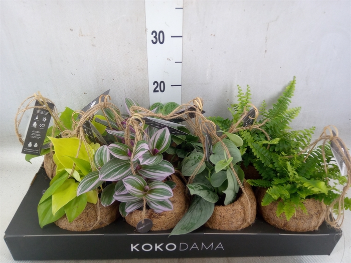 Planten Groen   ...mix  4