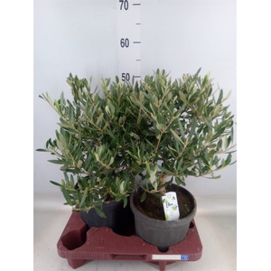 Olea europaea