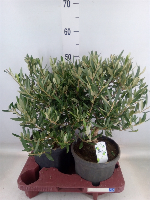 <h4>Olea europaea</h4>