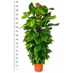 EPIPR AUREUM