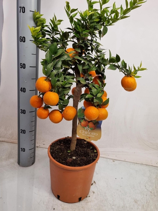 <h4>CITR AU CHINOTTO</h4>