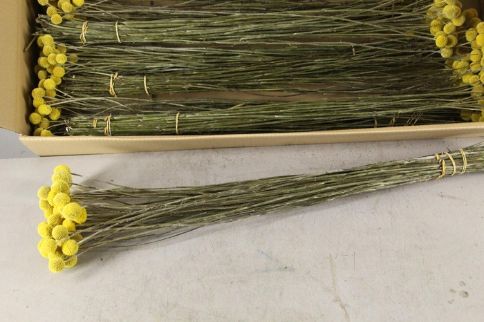 <h4>DF Craspedia</h4>