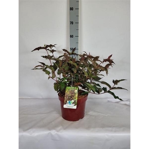 Diervilla splendens 'Diva' EU-S C5 40-60