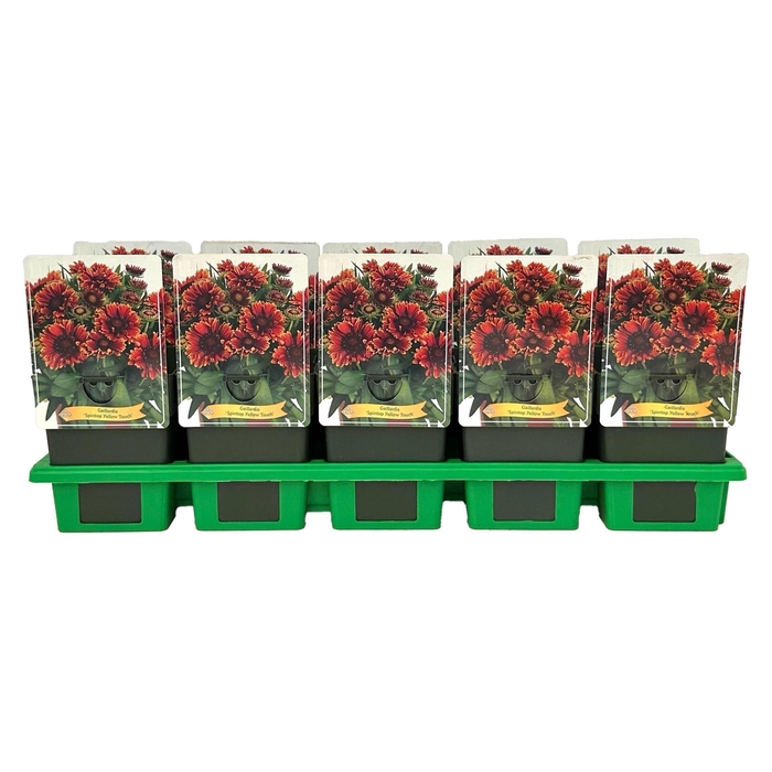 <h4>Gaillardia</h4>