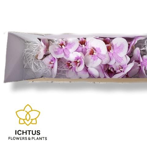 <h4>PHAL OKAYAMA</h4>