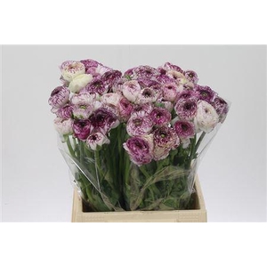 Ran El Purple Stripes