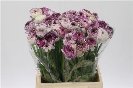 <h4>Ran El Purple Stripes</h4>