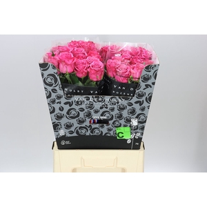 Rosa Gr Kiss Me Kate