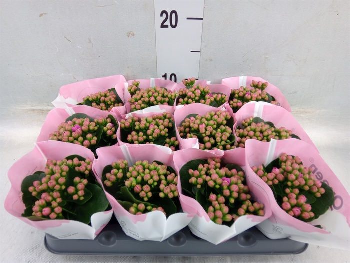 <h4>Kalanchoe blos.   ..</h4>