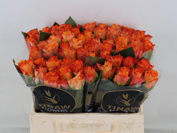 <h4>R GR MARIYO!</h4>