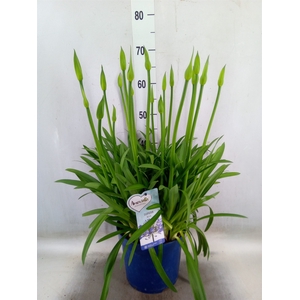 Agapanthus  'Amourette Superb'