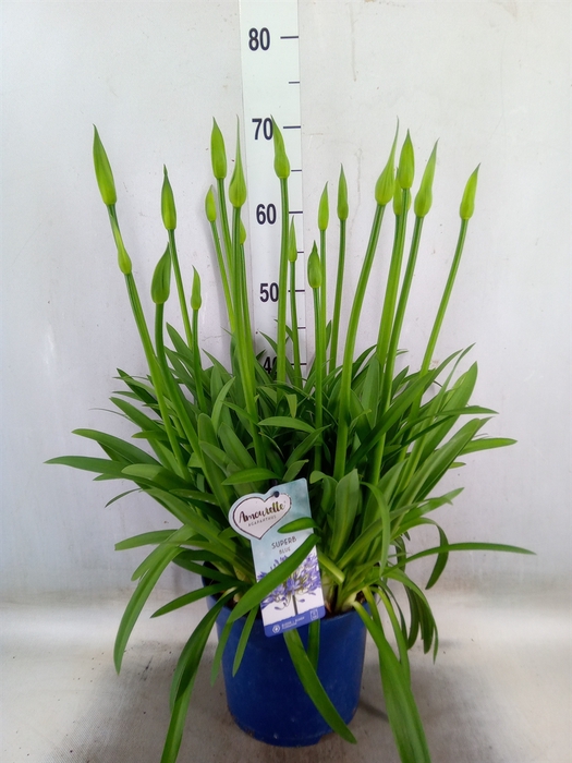 <h4>Agapanthus  'Amourette Superb'</h4>