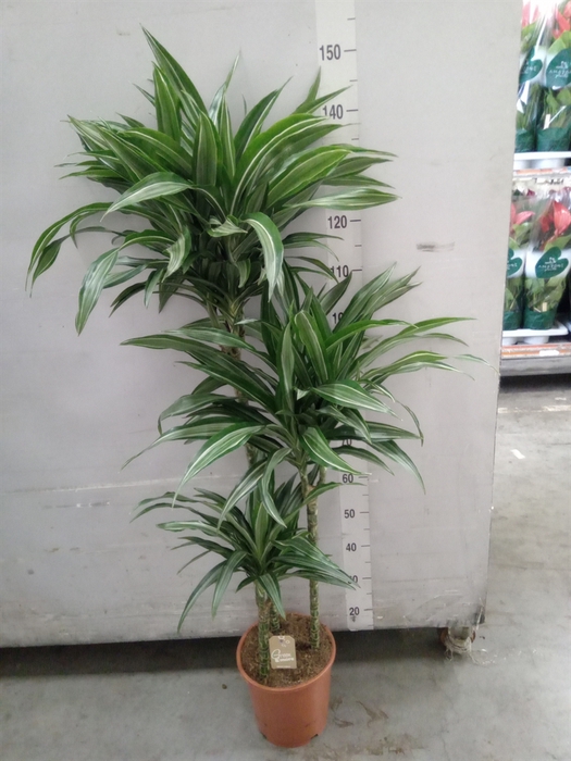 <h4>Dracaena fr de 'Ulises'</h4>