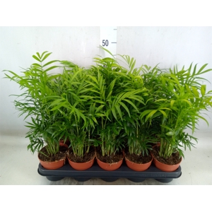 Chamaedorea elegans