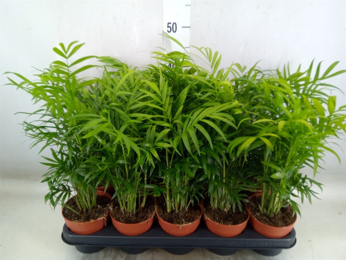 <h4>Chamaedorea elegans</h4>
