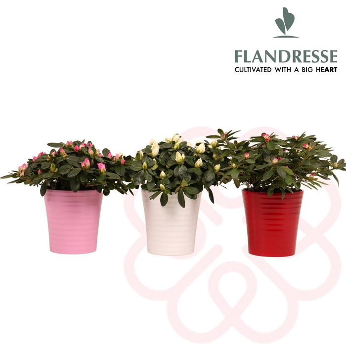 <h4>Azalea Flandresse® keramiek ton- sur-ton</h4>
