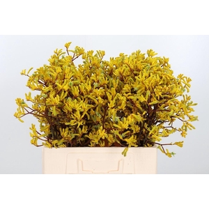 Anigozanthos Yellow Gem