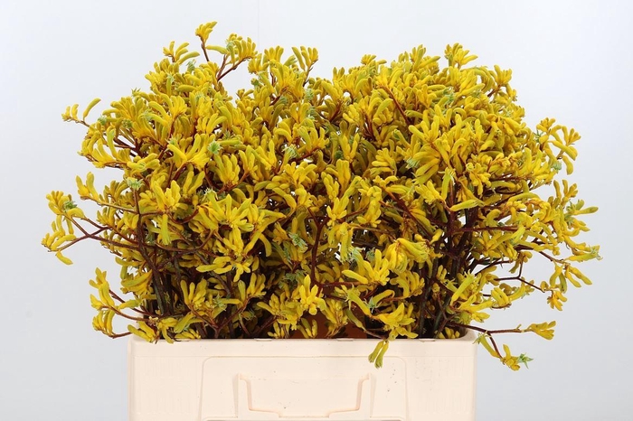 <h4>Anigozanthos Yellow Gem</h4>