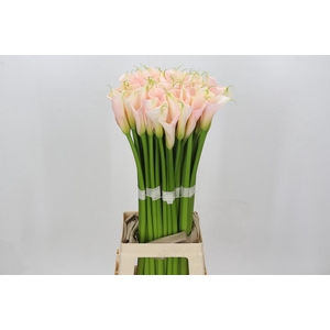 Zantedeschia Eydolls Salmon