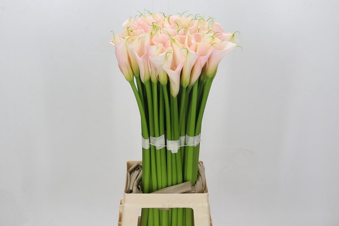 <h4>Zantedeschia Eydolls Salmon</h4>