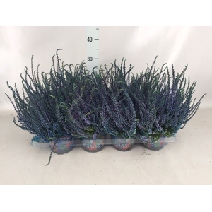 Calluna vulg.   ...