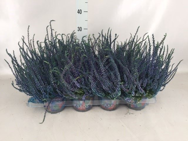 <h4>Calluna vulg.   ...</h4>