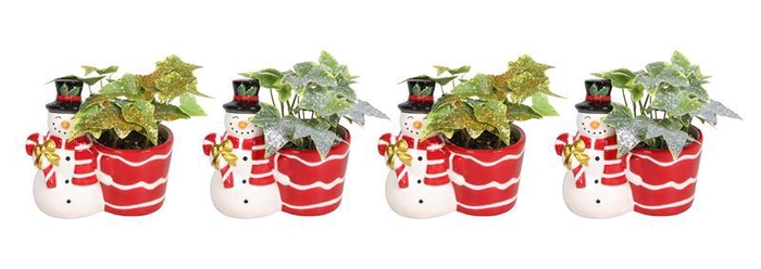 <h4>HEDERA HELIX</h4>