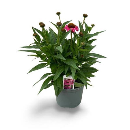 <h4>Echinacea Pink 17 Cm</h4>