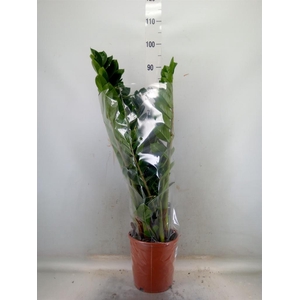 Zamioculcas zamiifolia