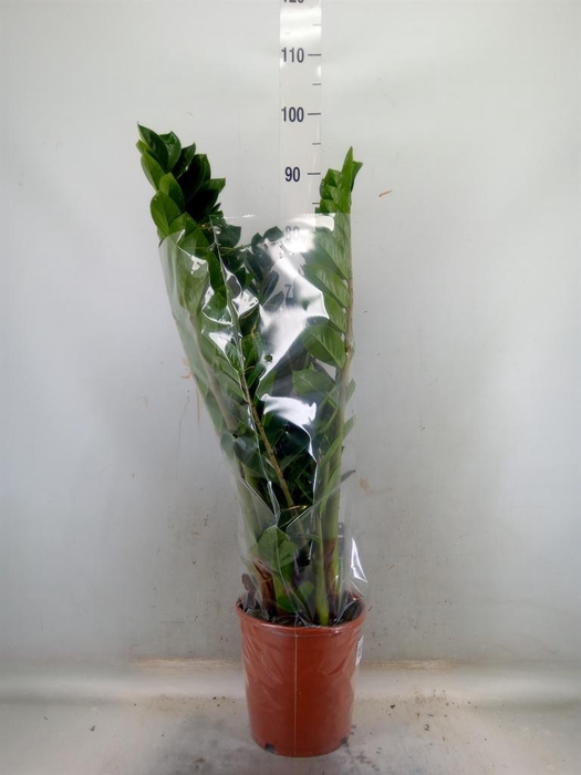 <h4>Zamioculcas zamiifolia</h4>