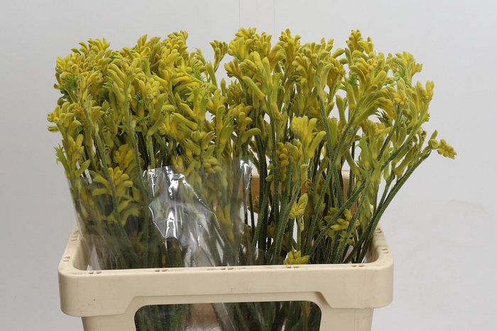 <h4>Anigozanthos Bush Gold</h4>